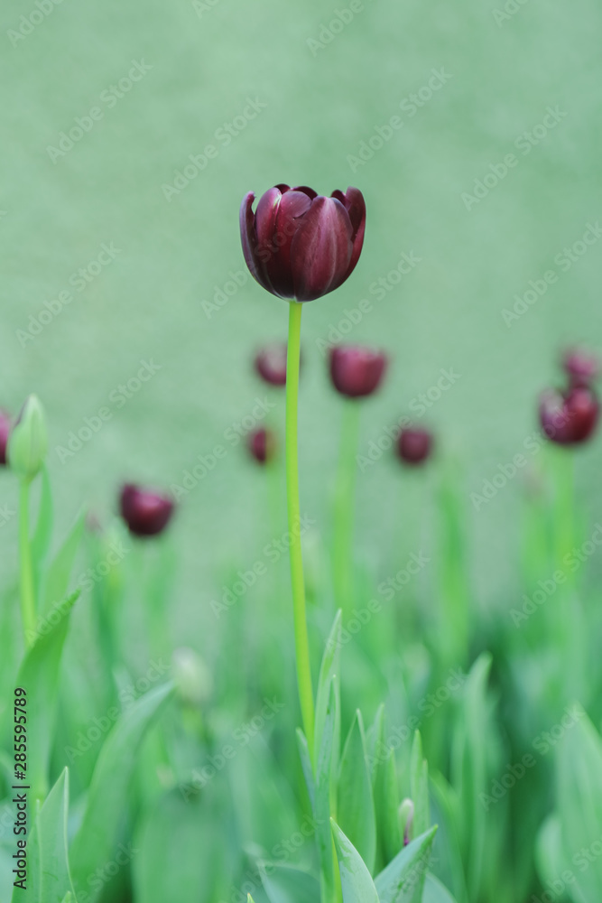 Fototapeta premium Tulip flowers in garden nature background
