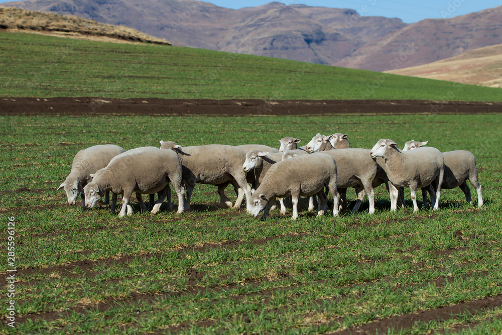 Dormer sheep on farm