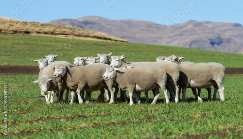 Dormer sheep on farm