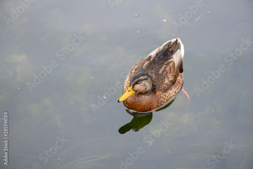 A lonely duck. Duck is swimming in pond and watching in camera.