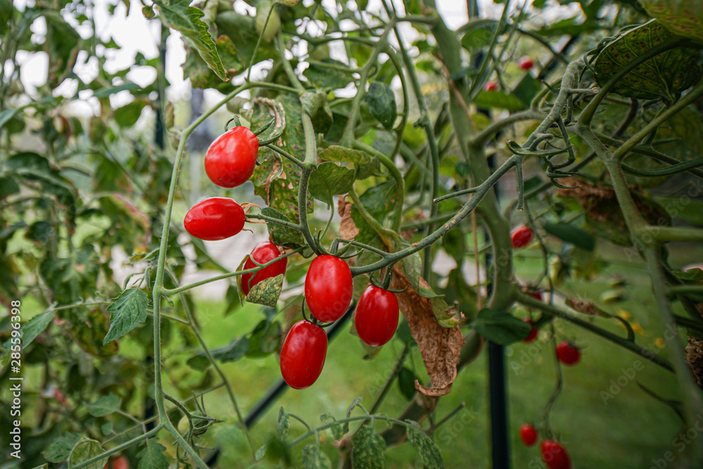Red cherry tomatoes in the greenhouse - late august.