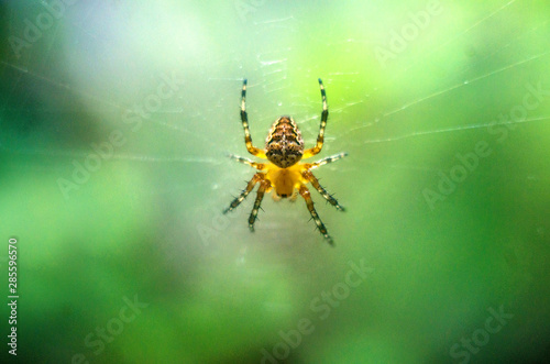 spider on the web, spider close-up, wallpaper with a spider on an abstract green background