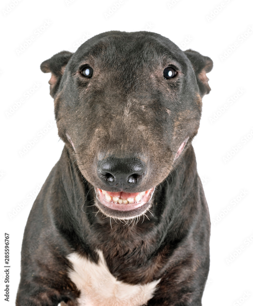 Naklejka premium miniature bull terrier in studio