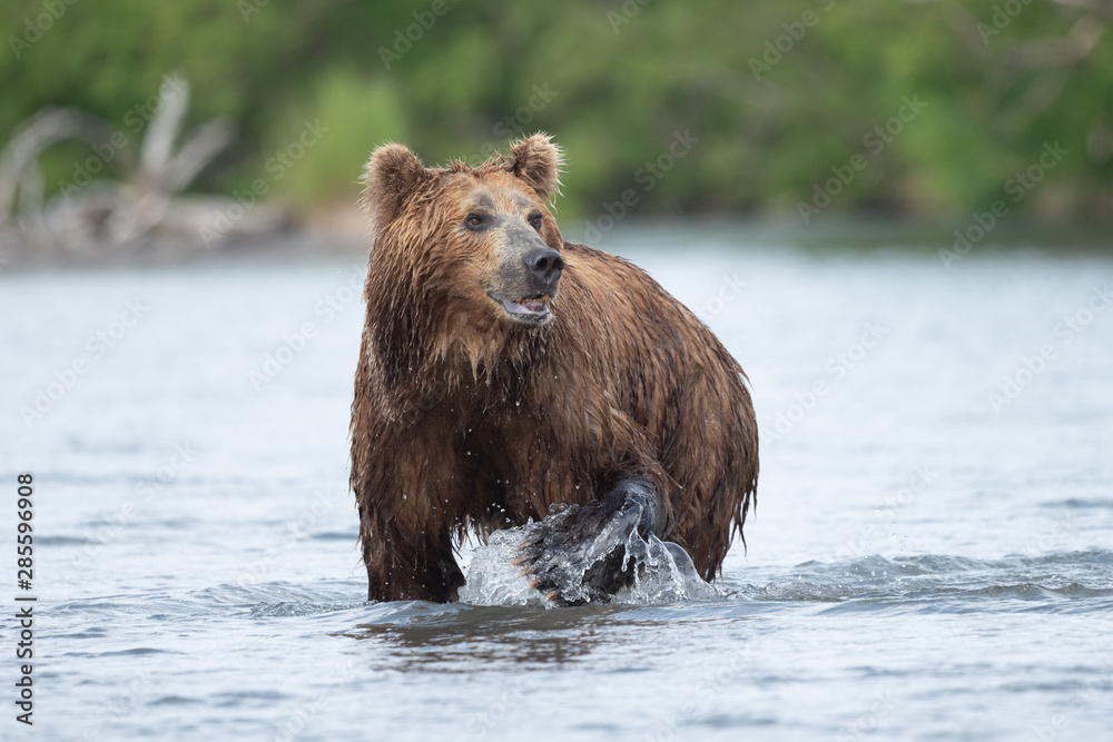 Ruling the landscape, brown bears of Kamchatka (Ursus arctos beringianus) Ruling the landscape, brown bears of Kamchatka (Ursus arctos beringianus)