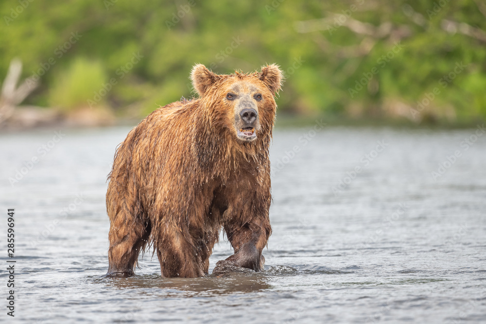 Ruling the landscape, brown bears of Kamchatka (Ursus arctos beringianus) Ruling the landscape, brown bears of Kamchatka (Ursus arctos beringianus)