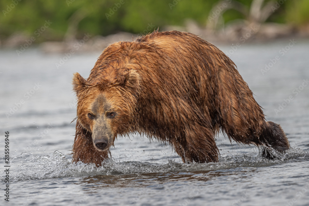 Ruling the landscape, brown bears of Kamchatka (Ursus arctos beringianus) Ruling the landscape, brown bears of Kamchatka (Ursus arctos beringianus)