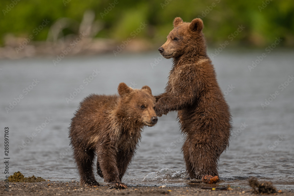 Ruling the landscape, brown bears of Kamchatka (Ursus arctos beringianus) Ruling the landscape, brown bears of Kamchatka (Ursus arctos beringianus)