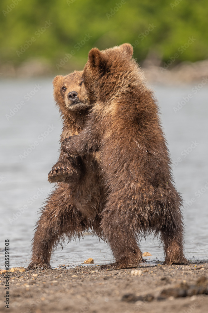 Fototapeta premium Ruling the landscape, brown bears of Kamchatka (Ursus arctos beringianus)