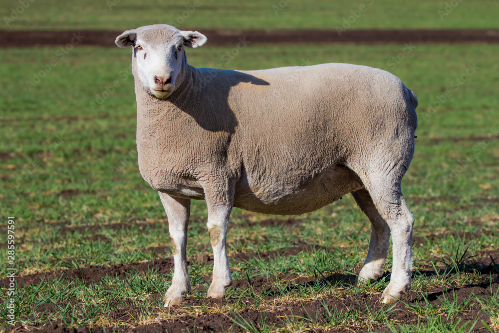Dormer sheep on farm