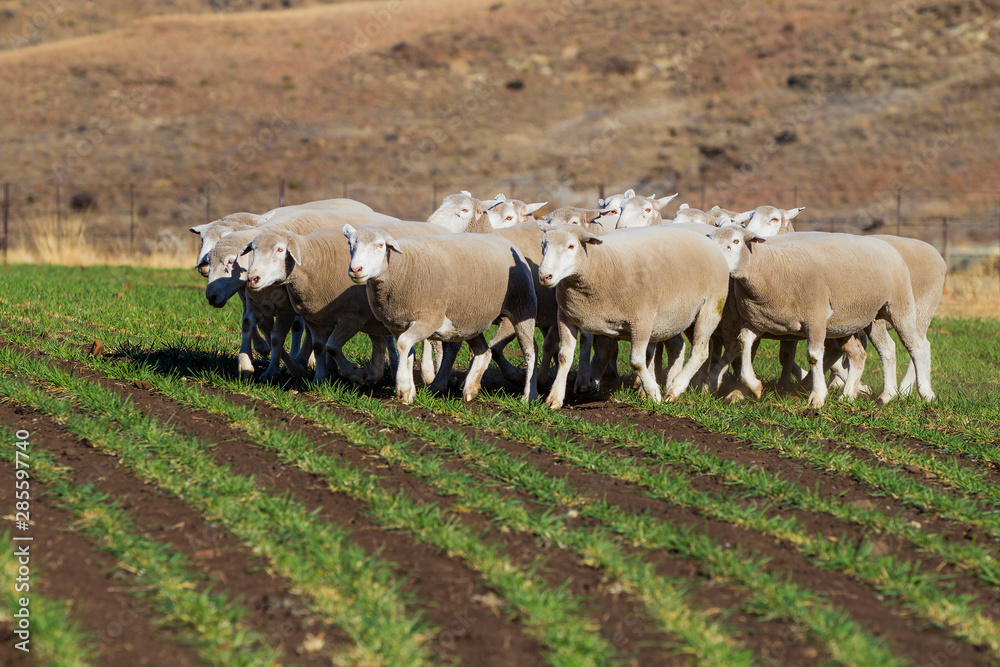 Obraz premium Dormer sheep on farm