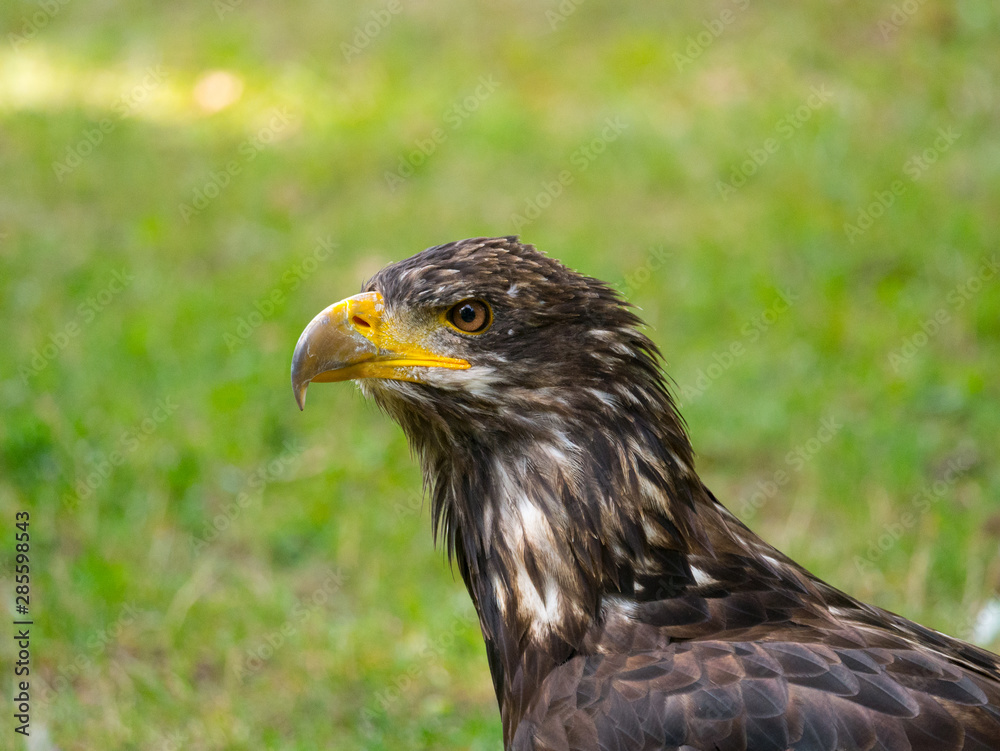 Fototapeta premium Aigle
