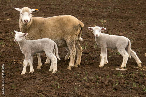 Billede på lærred Dormer sheep on farm