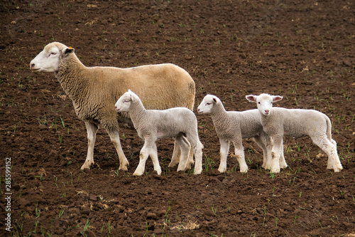 Foto Dormer sheep on farm