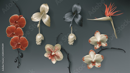 Tropical black, red and gold flower on dark background vector set. Beautiful botanical isolated design element, golden tropic jungle plants, exotic scarlet orchids, strelitzia and medinilla magnifica