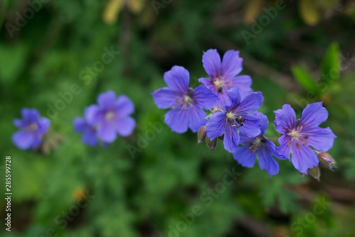 Flowers blooming in the forest