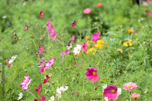 Fototapeta Naklejka Na Ścianę i Meble -  Beautiful cosmos flowers bloom in the garden on a sunny summer day close-up
