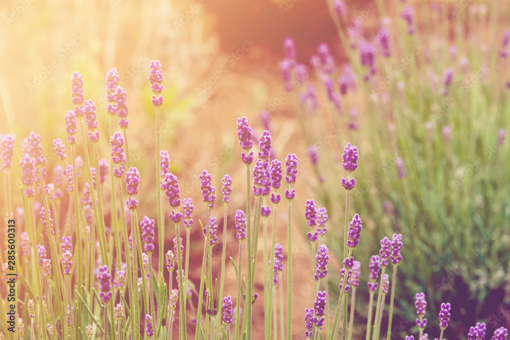 Fototapeta premium Close-Up Z Lawendy Kwiaty Rosnące W Polu ze światłem słonecznym