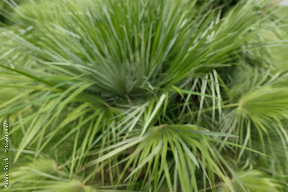 Green thin long leaves . Plant with narrow leaf Blurred soft focus Green thin long leaves . Plant with narrow leaf Blurred soft focus