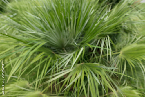 Green thin long leaves . Plant with narrow leaf Blurred soft focus