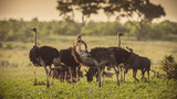 Ostrich herd on savanna plain