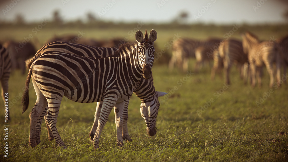 Fototapeta premium Common Zebras foraging