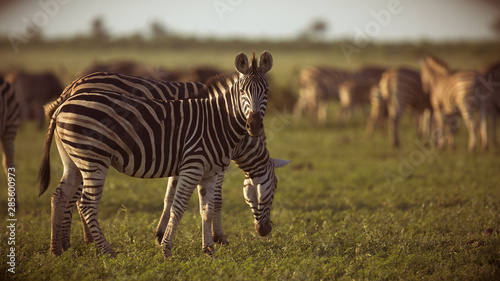 Common Zebras foraging