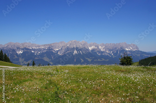 Beautiful meadow with wildflowers and view to the Kaiser Mountains (Wilder Kaiser), Tyrol - Austria