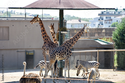 giraffes in the zoo safari park