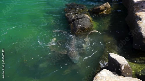 Slow motion shark feeding frenzy in shallow clear water next to rocks. photo