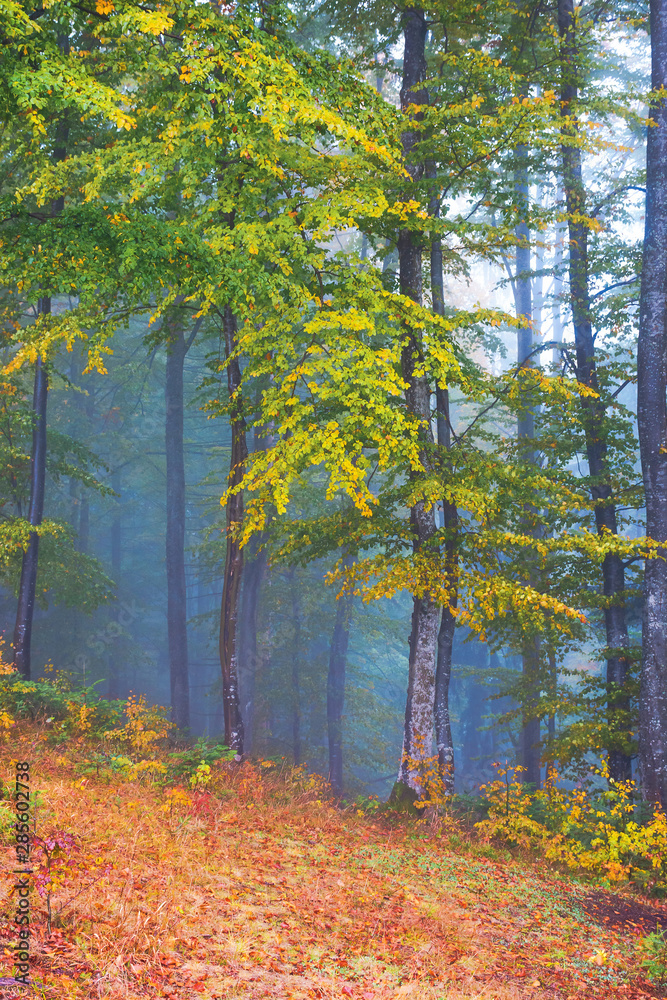 beautiful forest scenery in foggy weather. foliage on trees in amazing fall colors. uncertainty mood concept beautiful forest scenery in foggy weather. foliage on trees in amazing fall colors. uncertainty mood concept