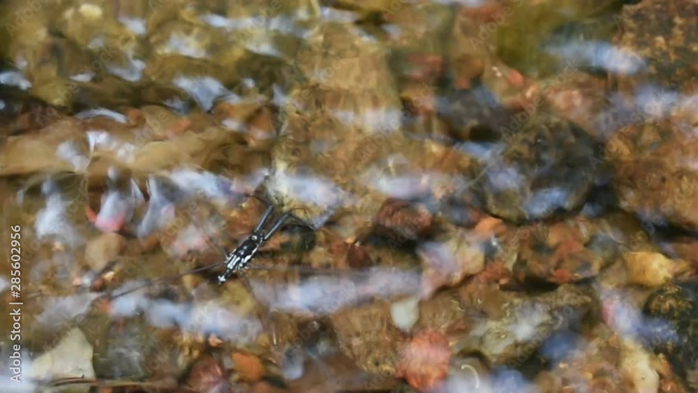 The insect called Gerridae or Common Water Strider live on the water near the waterfall in Sri Lanka The insect called Gerridae or Common Water Strider live on the water near the waterfall in Sri Lanka