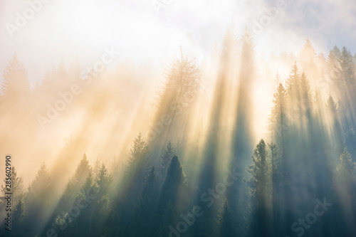 sun light through fog and clouds above the forest Fototapet