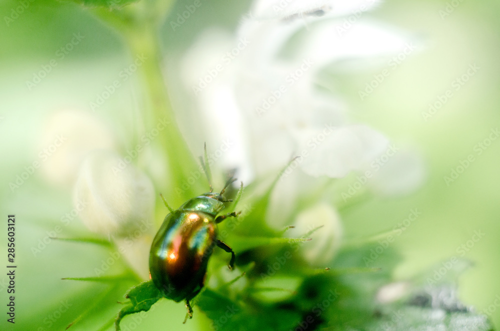 abstract wallpaper with insects, firefly bug and ant, insects in nature abstract wallpaper with insects, firefly bug and ant, insects in nature