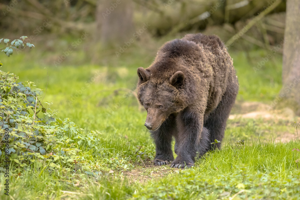 European brown bear walking in forest habitat European brown bear walking in forest habitat