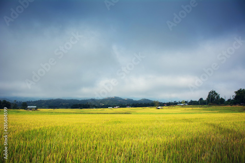 rice fields and farmer hut during harvest period in Pai. Mae Hong Son province  northern Thailand