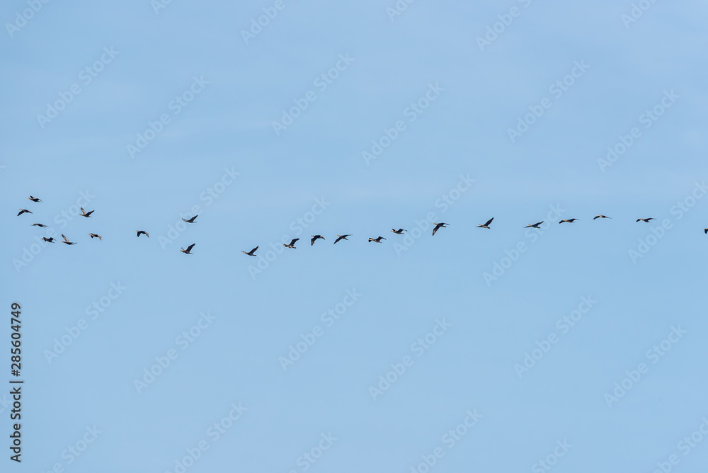 Flock of Black Cormorants in a Clear Blue Sky Flock of Black Cormorants in a Clear Blue Sky