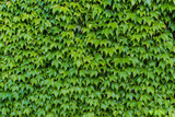 Background image of a climbing ivy