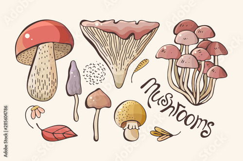 Vector set of colored forest mushrooms. Hand draws. Inscription. Assortment of mushrooms, white mushroom, honey mushrooms, chanterelles, boletus sketch food pattern isolated