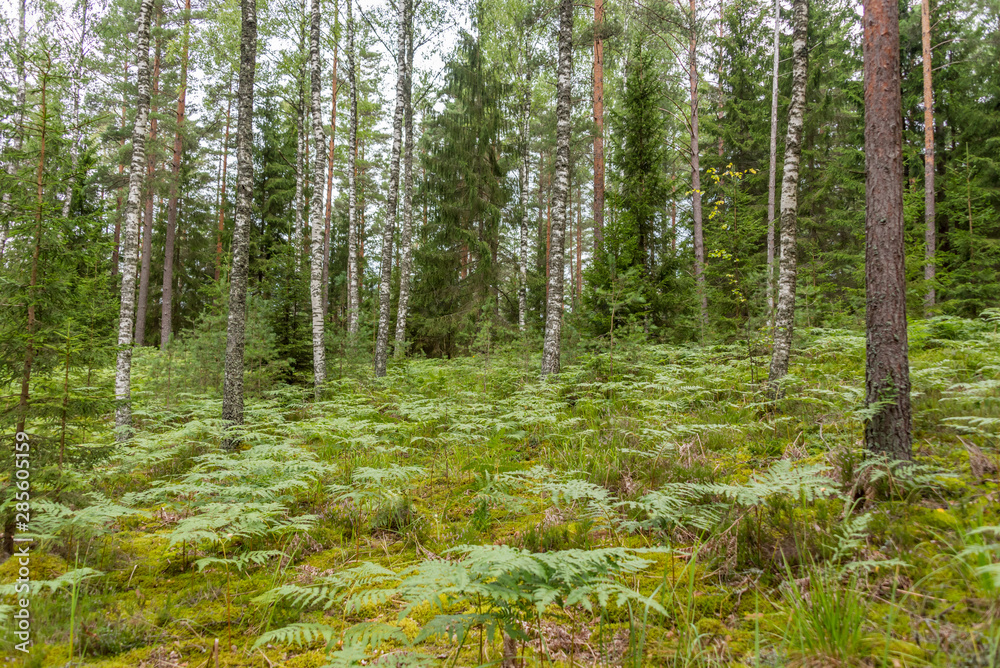 Deep Green Summer Forest in Latvia Deep Green Summer Forest in Latvia