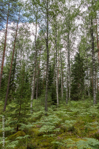 Deep Green Summer Forest in Latvia