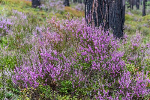 Lavender Wildflowers in Summer in a Forest in Latvia