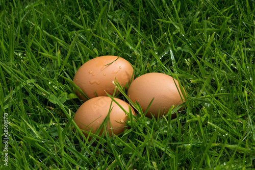 Freshly Laid Eggs in Long Grass
