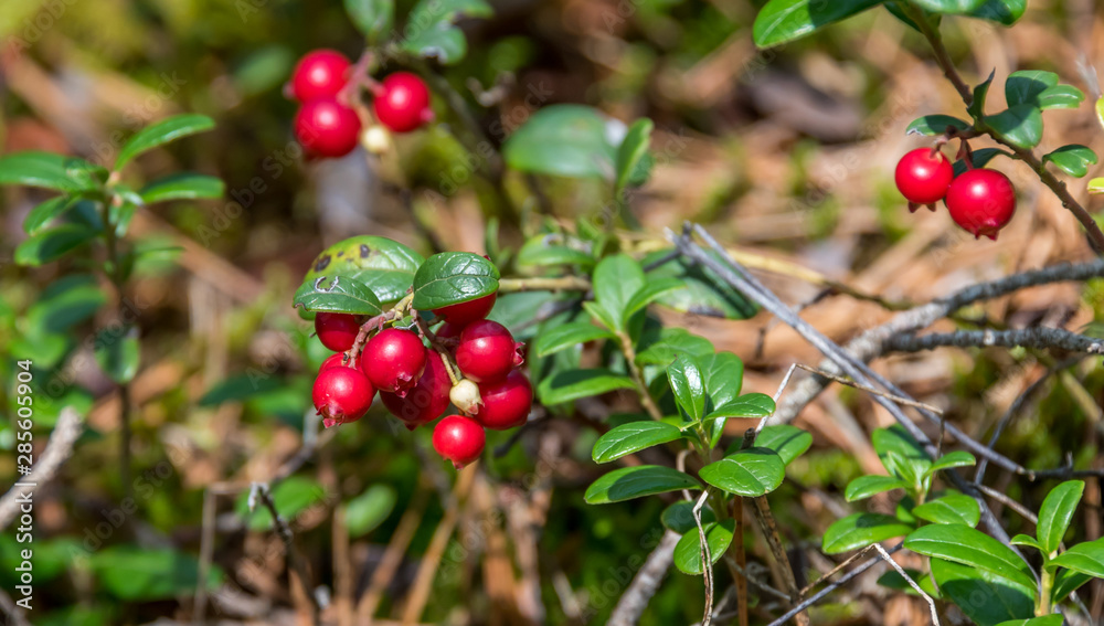 Fototapeta premium Ripe Red Wild Lingonberries in a Forest in Latvia in Summer