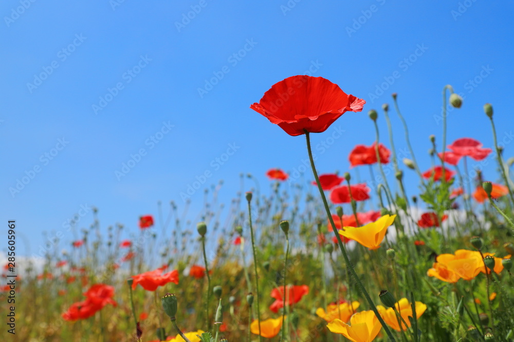 Obraz premium ポピー