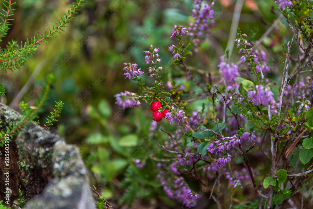 Ripe Red Wild Lingonberries in a Forest in Latvia in Summer Ripe Red Wild Lingonberries in a Forest in Latvia in Summer
