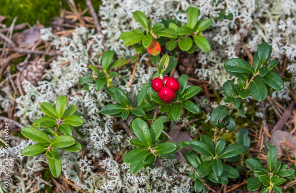 Ripe Red Wild Lingonberries in a Forest in Latvia in Summer Ripe Red Wild Lingonberries in a Forest in Latvia in Summer