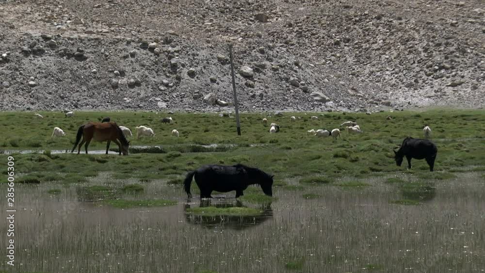 Horses and goat grazing on grass in Himalayan high altitude wetlands. Horses and goat grazing on grass in Himalayan high altitude wetlands.