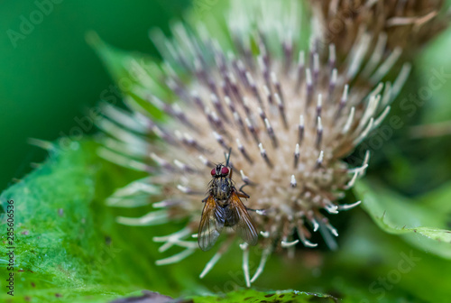 Macro Photograph of a Wildflower and insect in a Forest in Latvia