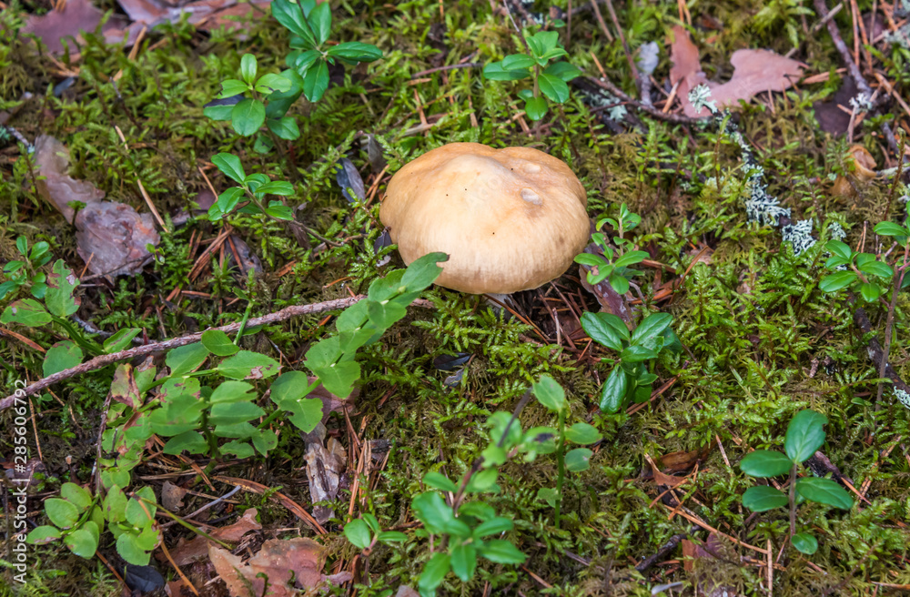 Wild Mushroom Growing in Moss in a Forest in Latvia Wild Mushroom Growing in Moss in a Forest in Latvia