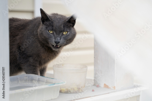 Fototapeta Naklejka Na Ścianę i Meble -  The angry grey cat look at camera